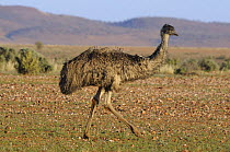 Emu (Dromaius novaehollandiae), Kinchega National Park, New South Wales, Australia
