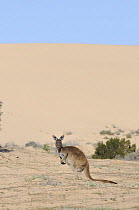 Western grey kangaroo (Macropus fuliginosus) in desert landscape, Mungo National Park, New South Wales, Australia