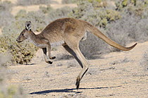 Western grey kangaroo (Macropus Fuliginosus) hopping, Mungo National Park, New South Wales, Australia