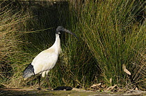Australian white ibis (Threskiornis molucca) Victoria, Australia