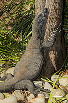 Variegated / Lace monitor (Varanus varius) looking up tree trunk, Central Australia, Australia