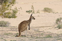 Western Grey Kangaroo (Macropus Fuliginosus) on sand dune in desert, Mungo National Park, New South Wales, Australia