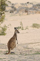 Western Grey Kangaroo (Macropus Fuliginosus) on sand dune in desert, Mungo National Park, New South Wales, Australia