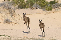 Western Grey Kangaroos (Macropus Fuliginosus) pair hopping away across sand dunes, Mungo National Park, New South Wales, Australia