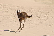 Western Grey Kangaroos (Macropus Fuliginosus)  hopping away across sand dunes, Mungo National Park, New South Wales, Australia