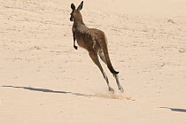Western Grey Kangaroos (Macropus Fuliginosus) hopping away across sand dunes, Mungo National Park, New South Wales, Australia