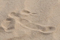 Kangaroo footprint in sand dune, Mungo National Park, New South Wales, Australia