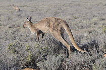 Western Grey Kangaroo (Macropus Fuliginosus) jumping, Mungo National Park, New South Wales, Australia