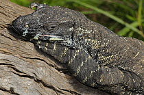 Variegated lizard / Lace monitor (Varanus varius), Central Australia, Australia