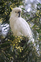 Sulphur-crested cockatoo (Cacatua galerita) Grampians National Park, Victoria, Australia