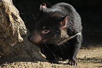 Tasmanian devil (Sarcophilus harrisii), Tasmania, Australia, Endangered