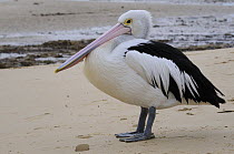 Australian pelican (Pelecanus conspicillatus) on beach, Victoria, Australia