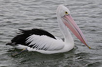 Australian pelican (Pelecanus conspicillatus) on water, Victoria, Australia