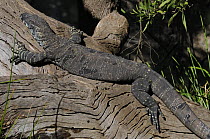 Variegated lizard / Lace monitor (Varanus varius) Central Australia, Australia