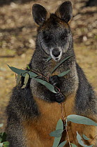 Swamp / Black wallaby (Wallabia bicolor) feeding, Victoria, Australia