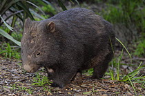 Common wombat (Vombatus ursinus) Victoria, Australia