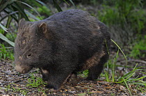 Common Wombat (Vombatus ursinus) Victoria, Australia