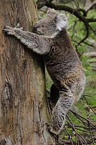 Koala (Phascolarctos cinereus) climbing up tree trunk, Victoria, Australia