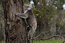 Koala (Phascolarctos cinereus) climbing up tree trunk, Victoria, Australia
