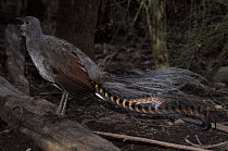 Superb / Albert's lyrebird (Menura novaehollandiae) New South Wales, Australia