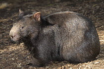 Common Wombat (Vombatus ursinus) Victoria, Australia