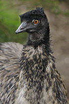 Emu (Dromaius novaehollandiae) Central Australia, Australia
