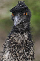Emu (Dromaius novaehollandiae) head portrait, Central Australia, Australia