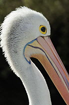 Australian pelican (Pelecanus conspicillatus), head close-up profile, Victoria, Australia
