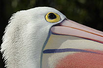 Australian pelican (Pelecanus conspicillatus), head close-up profile, Victoria, Australia