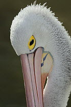 Australian pelican (Pelecanus conspicillatus), head close-up, Victoria, Australia
