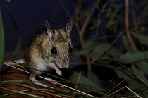 Spinifex hopping-mouse (Notomys alexis), Central Australia, Australia