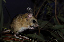 Spinifex hopping-mouse (Notomys alexis), Central Australia, Australia