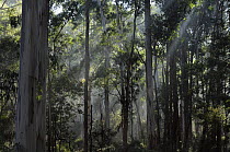Rays of sunlight penetrating Eucalyptus forest, Victoria, Australia