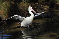 Australian Pelican (Pelecanus conspicillatus) flapping wings in water, Victoria, Australia