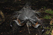 Superb / Albert's lyrebird (Menura novaehollandiae) displaying, New South Wales, Australia