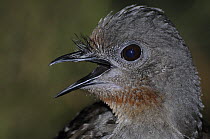 Superb / Albert's lyrebird (Menura novaehollandiae) portrait, New South Wales, Australia