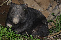 Common wombat (Vombatus ursinus) Victoria, Australia