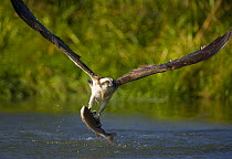 Osprey {Pandion haliaetus} flying, catching fish, Finland