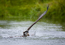 Osprey {Pandion haliaetus} coming up out of water after catching fish, Finland