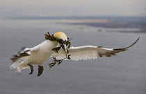 Northern gannet {Morus bassanus} flying, carrying seaweed for nest, Bass rock, Scotland, UK