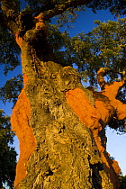 Cork oak tree {Quercus suber} that has been partially striped of its cork bark, Badajoz, Extremadura, Spain  August 2007