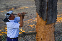 Man stripping the cork bark from the trunk of a Cork oak tree {Quercus suber} Badajoz, Extremadura, Spain  August 2007