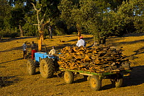 Men transporting cork bark that has been stripped from the trunk of Cork oak trees {Quercus suber} Badajoz, Extremadura, Spain  August 2007