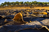 Drying cork bark that has been stripped from the trunk of Cork oak trees {Quercus suber} Badajoz, Extremadura, Spain  August 2007