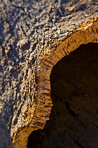 Close up of bark of Cork oak tree {Quercus suber} Badajoz, Extremadura, Spain  August 2007