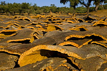 Drying cork bark that has been stripped from the trunk of Cork oak trees {Quercus suber} Badajoz, Extremadura, Spain  August 2007