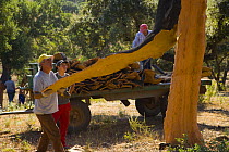 Harvesting cork bark from the trunk of Cork oak trees {Quercus suber} Badajoz, Extremadura, Spain  August 2007