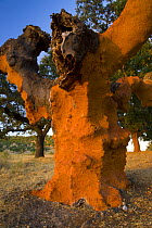 Cork oak tree {Quercus suber} that has been striped of its cork bark, Badajoz, Extremadura, Spain  August 2007