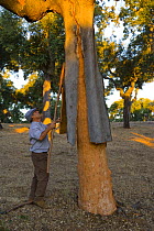 Man harvesting cork bark from the trunk of a Cork oak tree {Quercus suber} Badajoz, Extremadura, Spain  August 2007