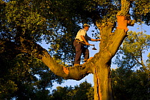Man in Cork oak tree {Quercus suber} harvesting cork bark from the branches, Badajoz, Extremadura, Spain  August 2007